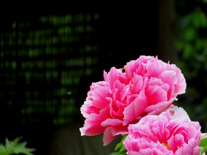 f:id:jerich:20190501174451j:plain