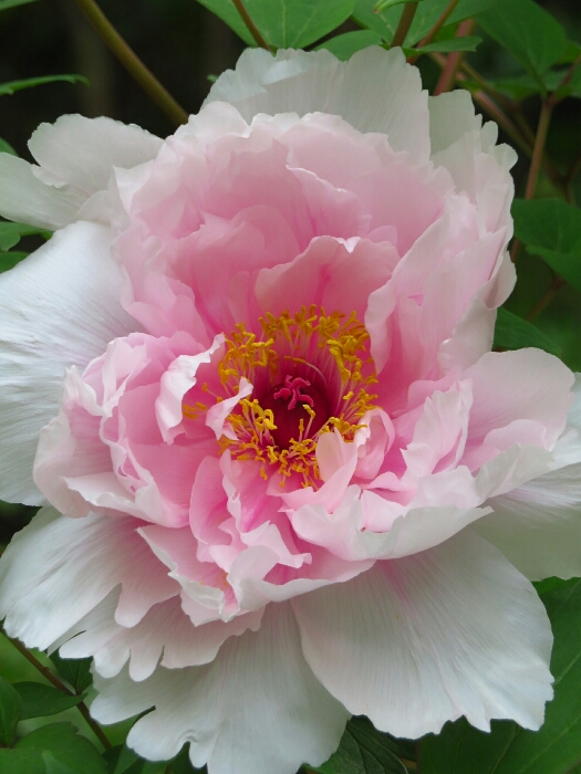 f:id:jerich:20190501174454j:plain