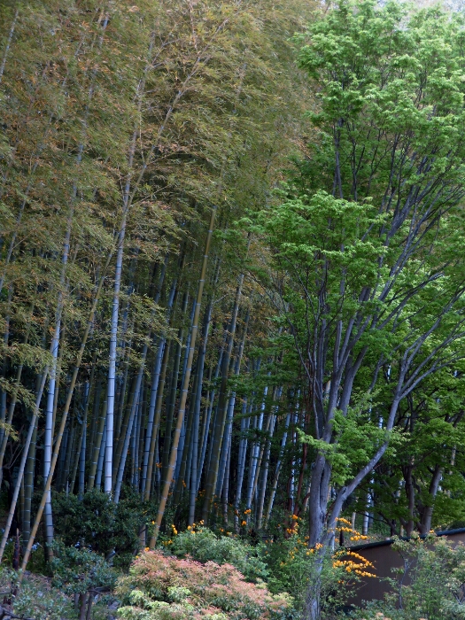 f:id:jerich:20190501174459j:plain