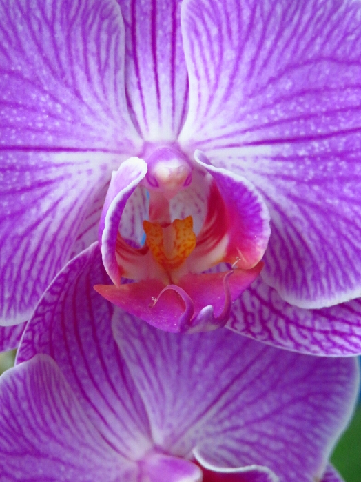 f:id:jerich:20190509002131j:plain