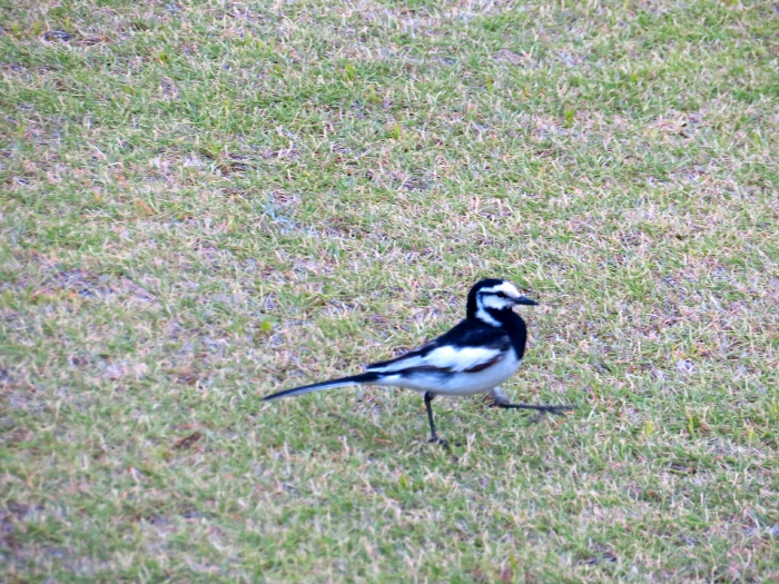 f:id:jerich:20190607000744j:plain f:id:jerich:20190607000744j:plain