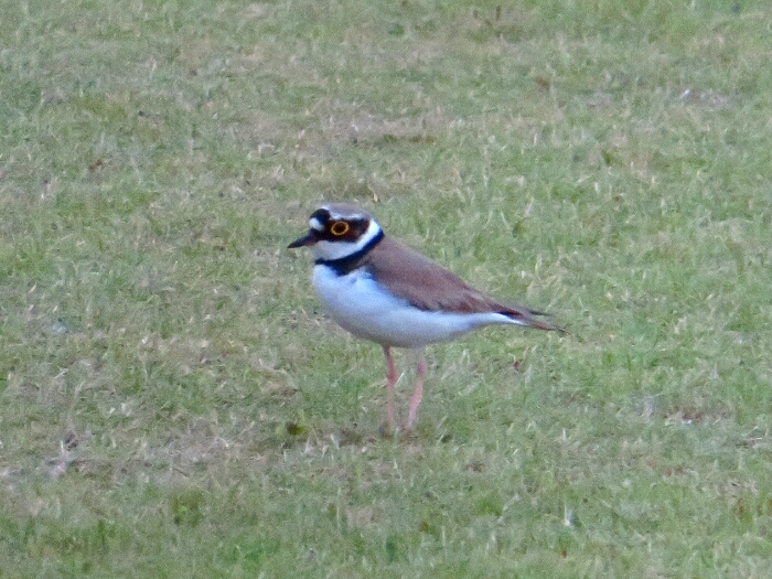 f:id:jerich:20190607000746j:plain f:id:jerich:20190607000746j:plain