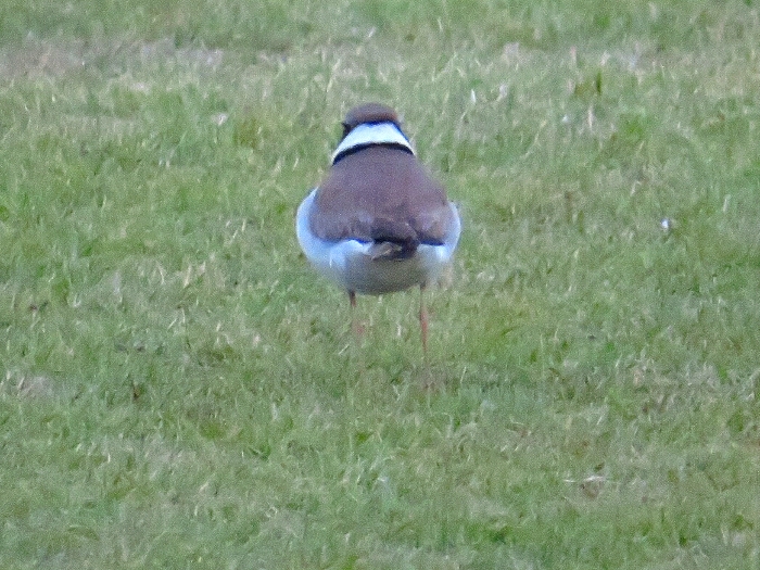 f:id:jerich:20190607000748j:plain f:id:jerich:20190607000748j:plain