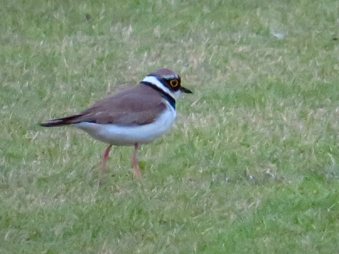 f:id:jerich:20190607000750j:plain f:id:jerich:20190607000750j:plain