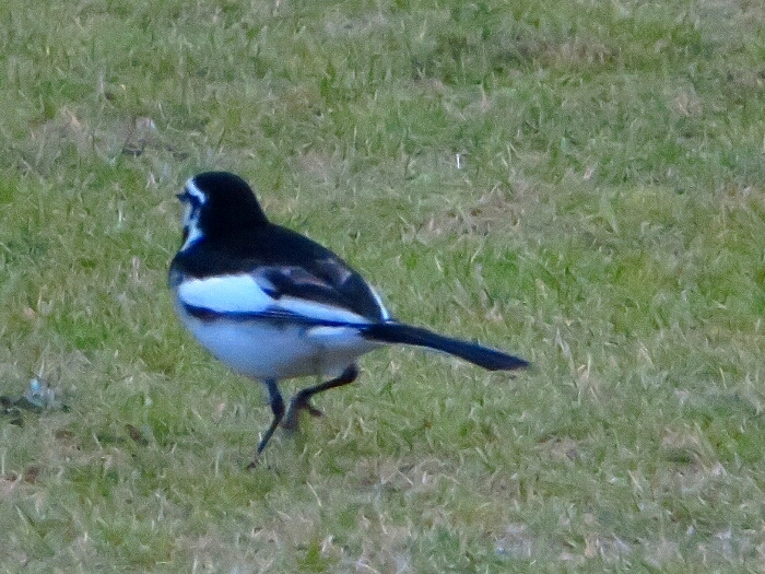 f:id:jerich:20190607000752j:plain f:id:jerich:20190607000752j:plain