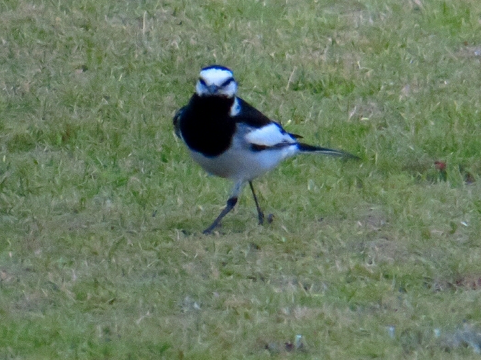 f:id:jerich:20190607001659j:plain f:id:jerich:20190607001659j:plain