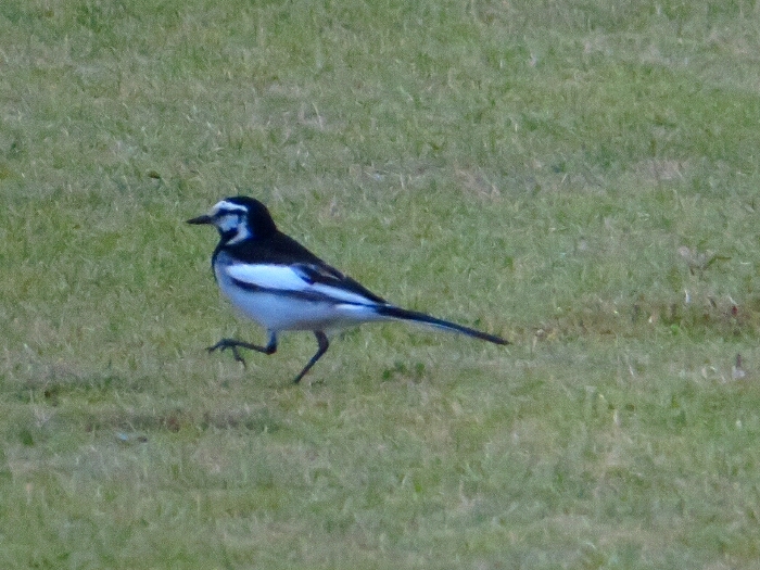 f:id:jerich:20190607001728j:plain f:id:jerich:20190607001728j:plain