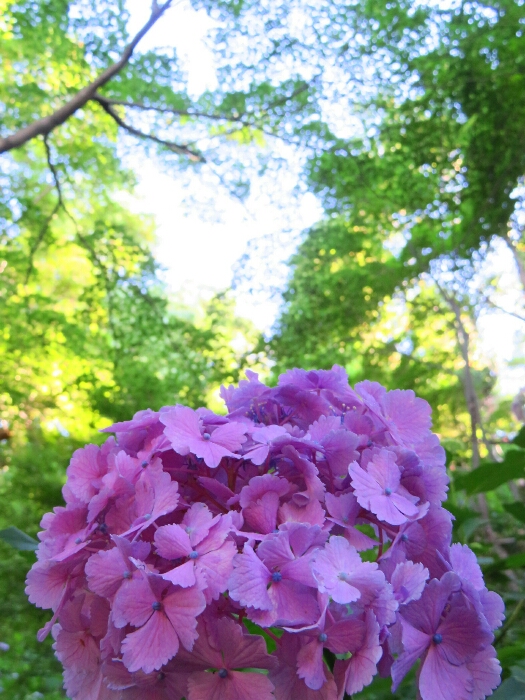 f:id:jerich:20190619232642j:plain