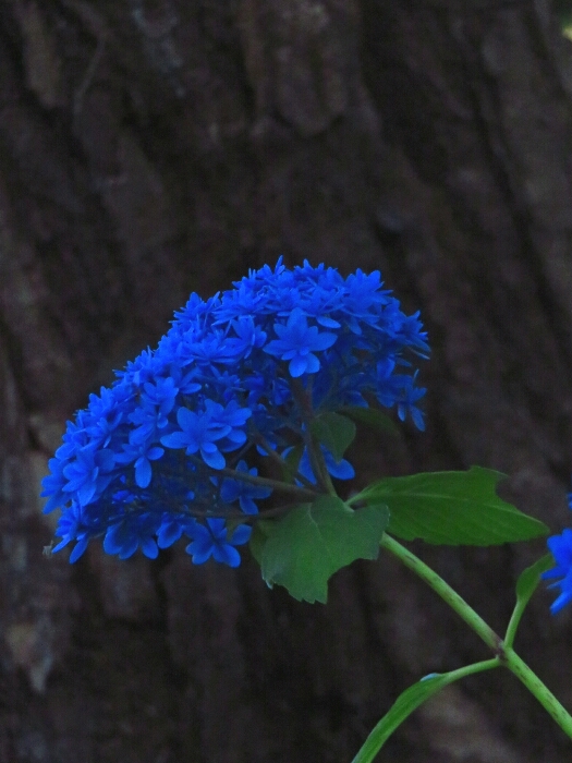 f:id:jerich:20190619234442j:plain