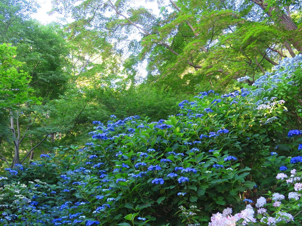 f:id:jerich:20190619235105j:plain