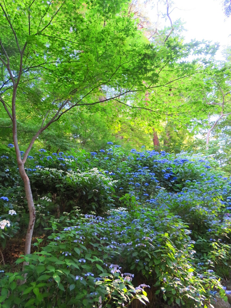 f:id:jerich:20190620000620j:plain