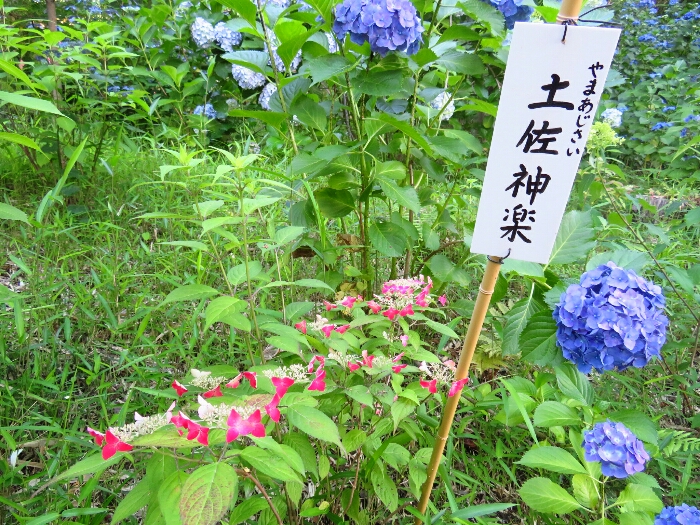 f:id:jerich:20190620001617j:plain