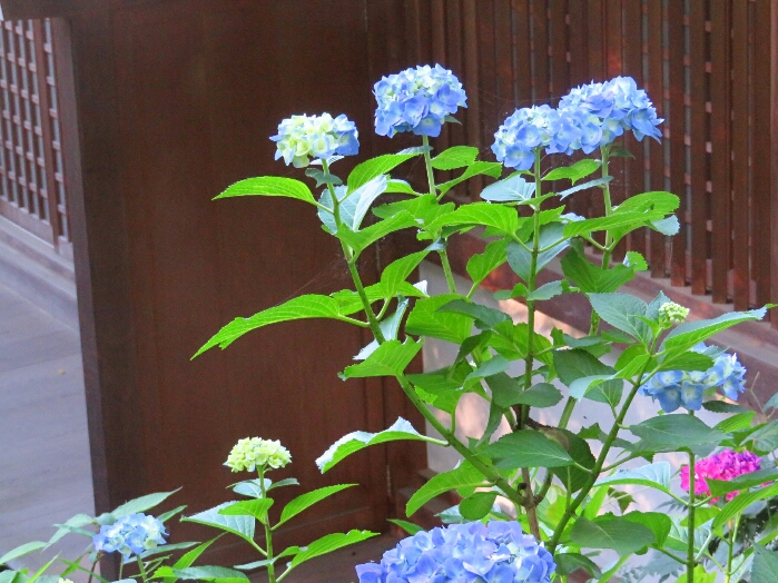 f:id:jerich:20190620002833j:plain