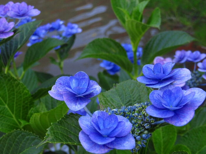 f:id:jerich:20190620011154j:plain