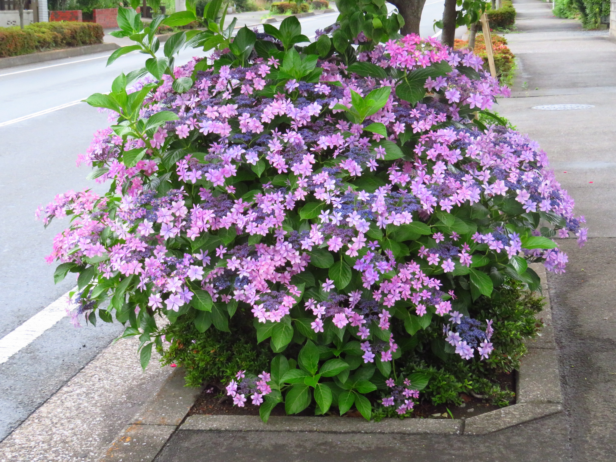 f:id:jerich:20190628075732j:image