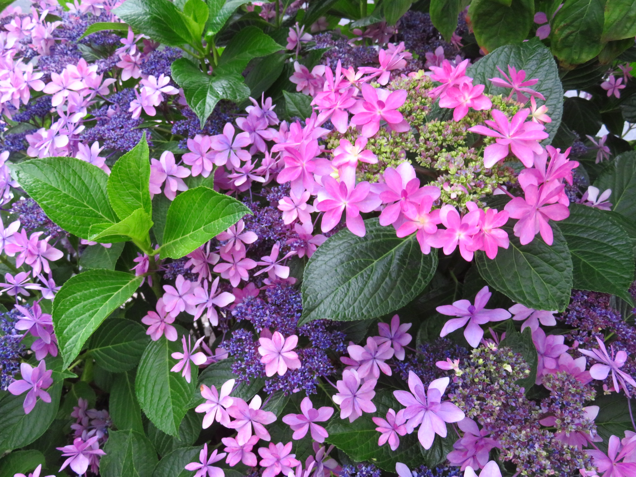 f:id:jerich:20190628075755j:image