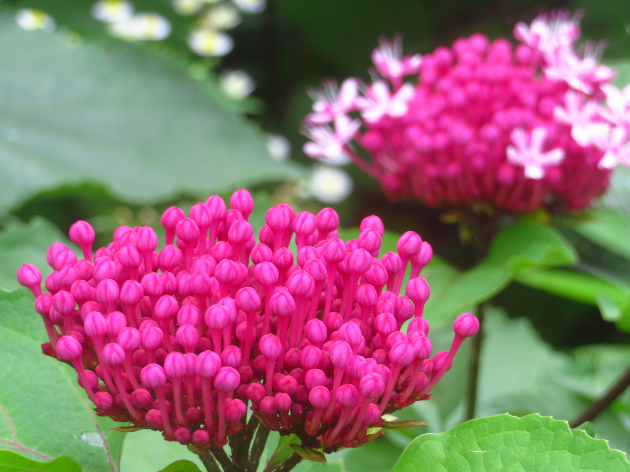 f:id:jerich:20190702235243j:image