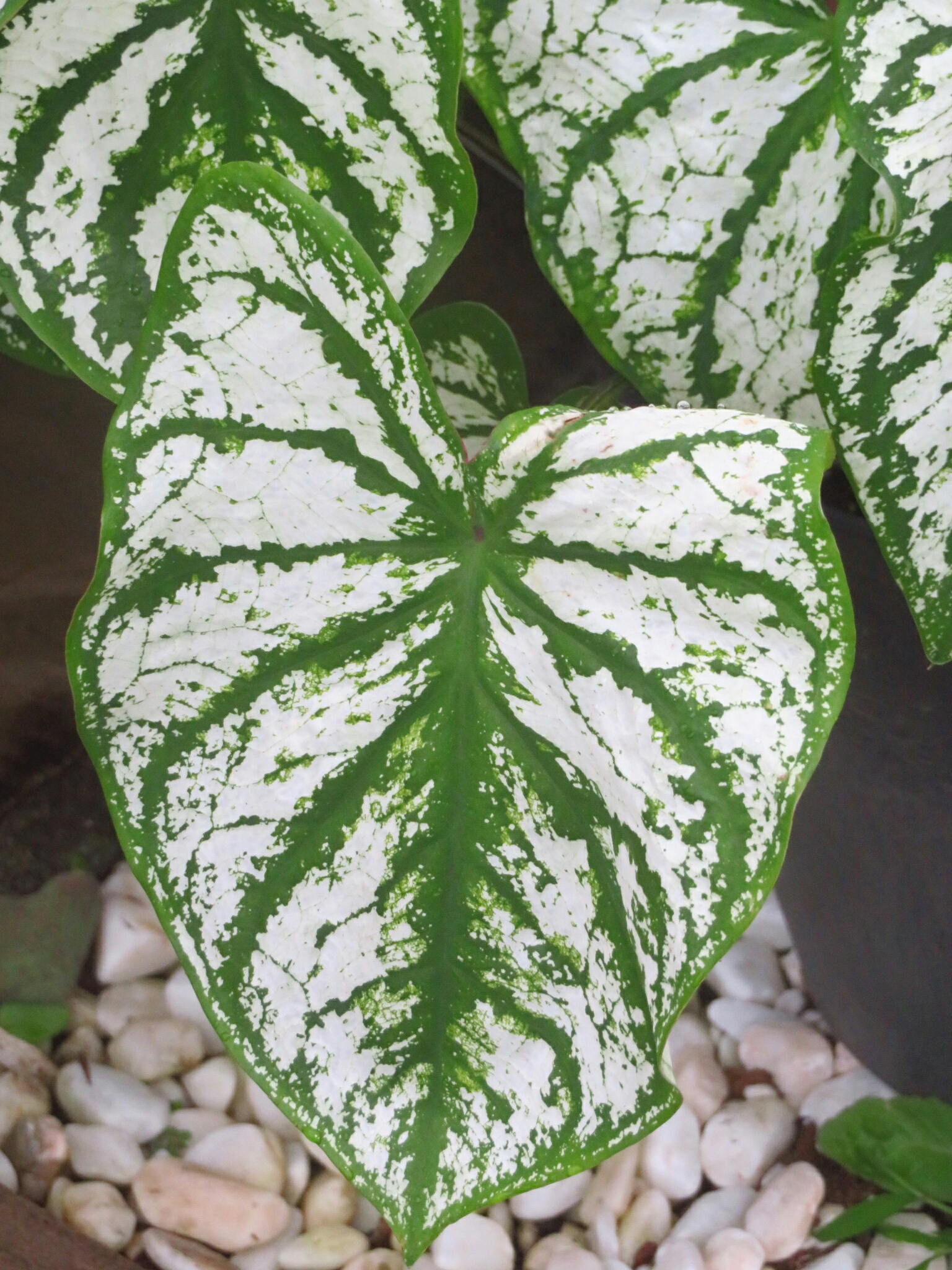 f:id:jerich:20190714002100j:image