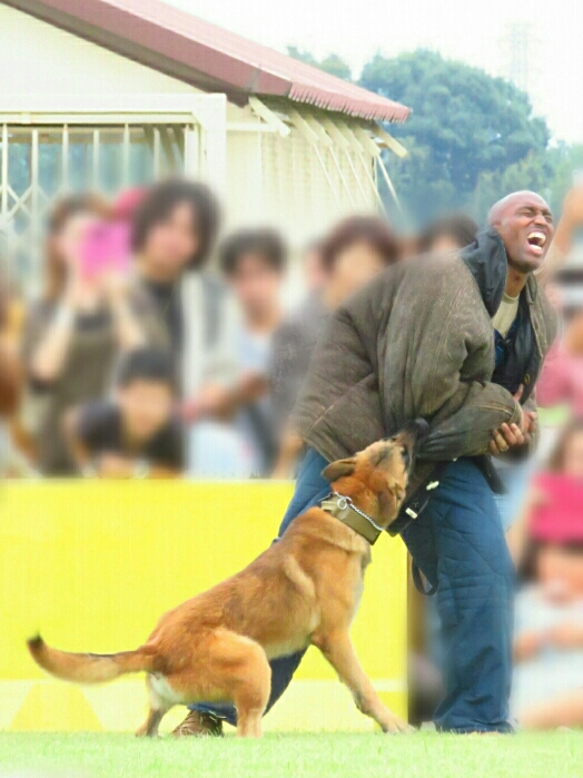 f:id:jerich:20191120074437j:plain f:id:jerich:20191120074437j:plain