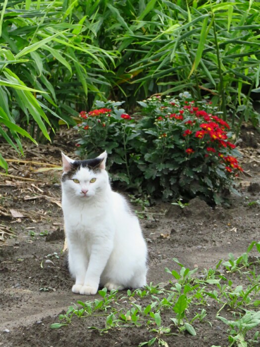 f:id:jerich:20200128224950j:plain