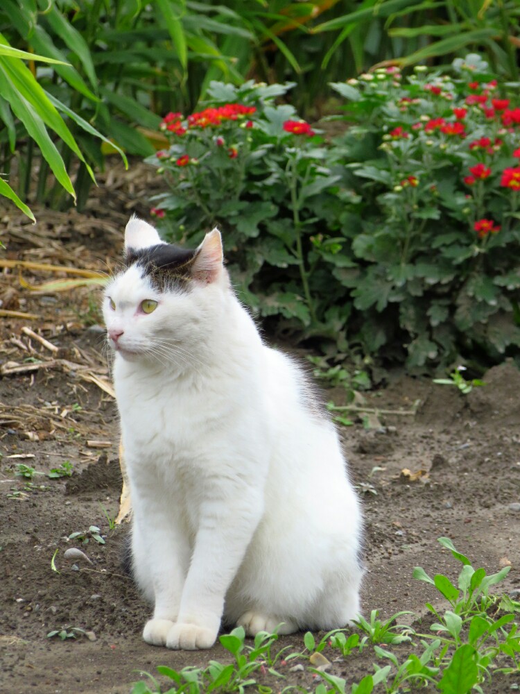 f:id:jerich:20200128234308j:plain