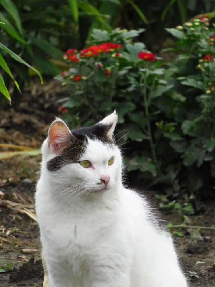 f:id:jerich:20200128234326j:plain