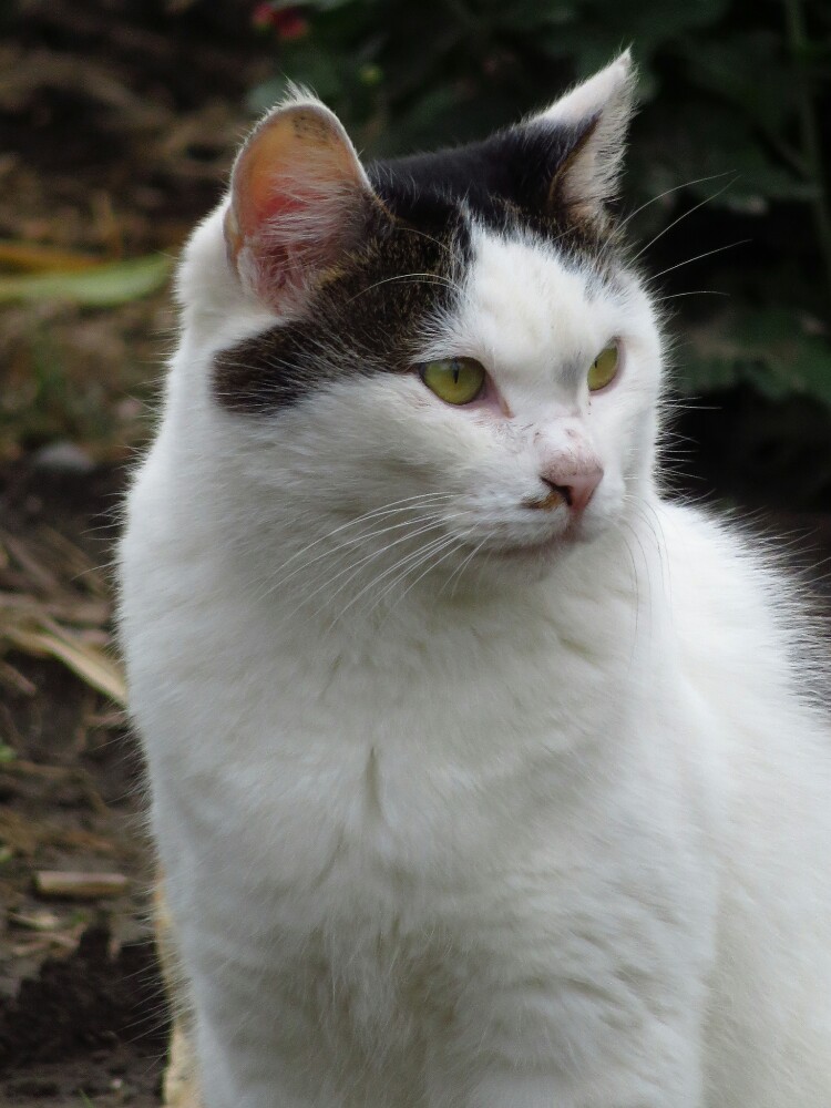 f:id:jerich:20200128234352j:plain