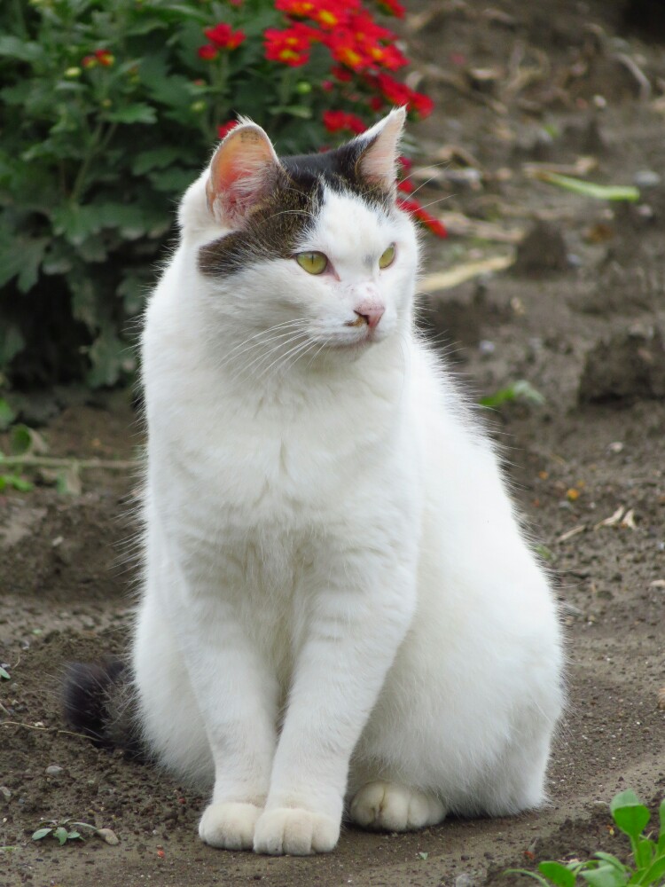 f:id:jerich:20200129001126j:plain