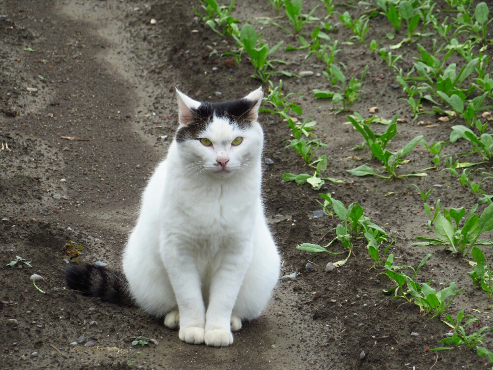 f:id:jerich:20200129001137j:plain