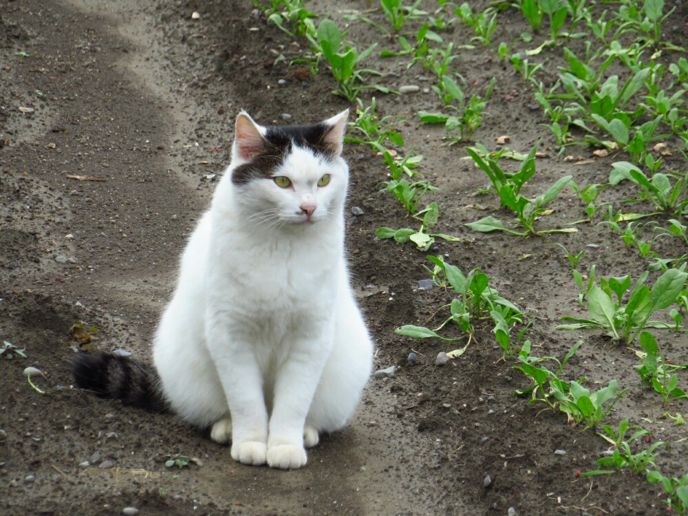 f:id:jerich:20200129001151j:plain