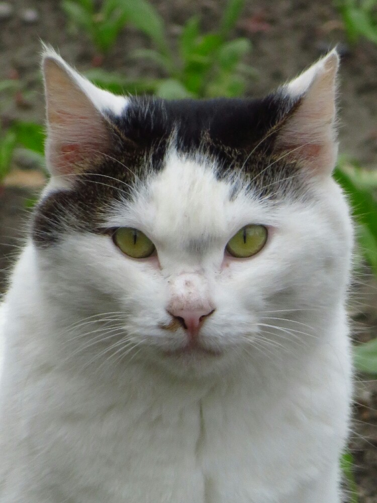 f:id:jerich:20200129001212j:plain