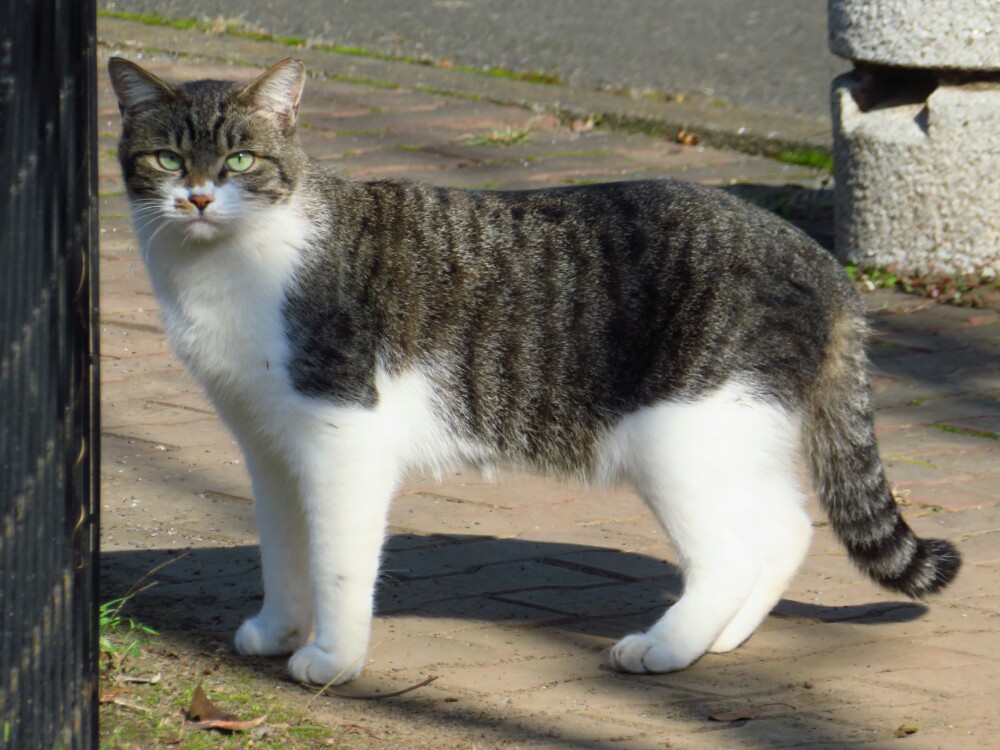 f:id:jerich:20200201003728j:plain