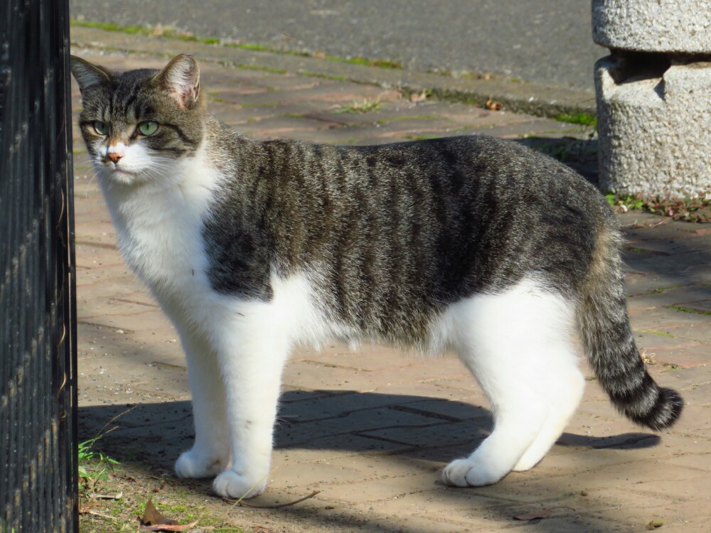 f:id:jerich:20200201003753j:plain