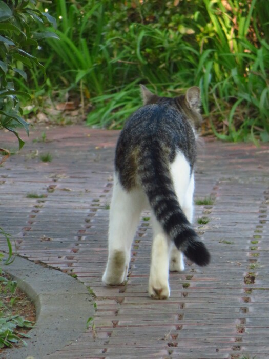 f:id:jerich:20200201003806j:plain