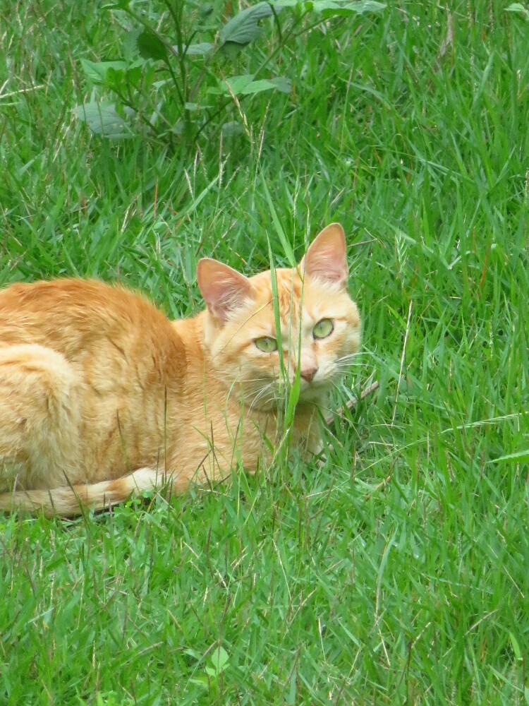 f:id:jerich:20200226011325j:plain