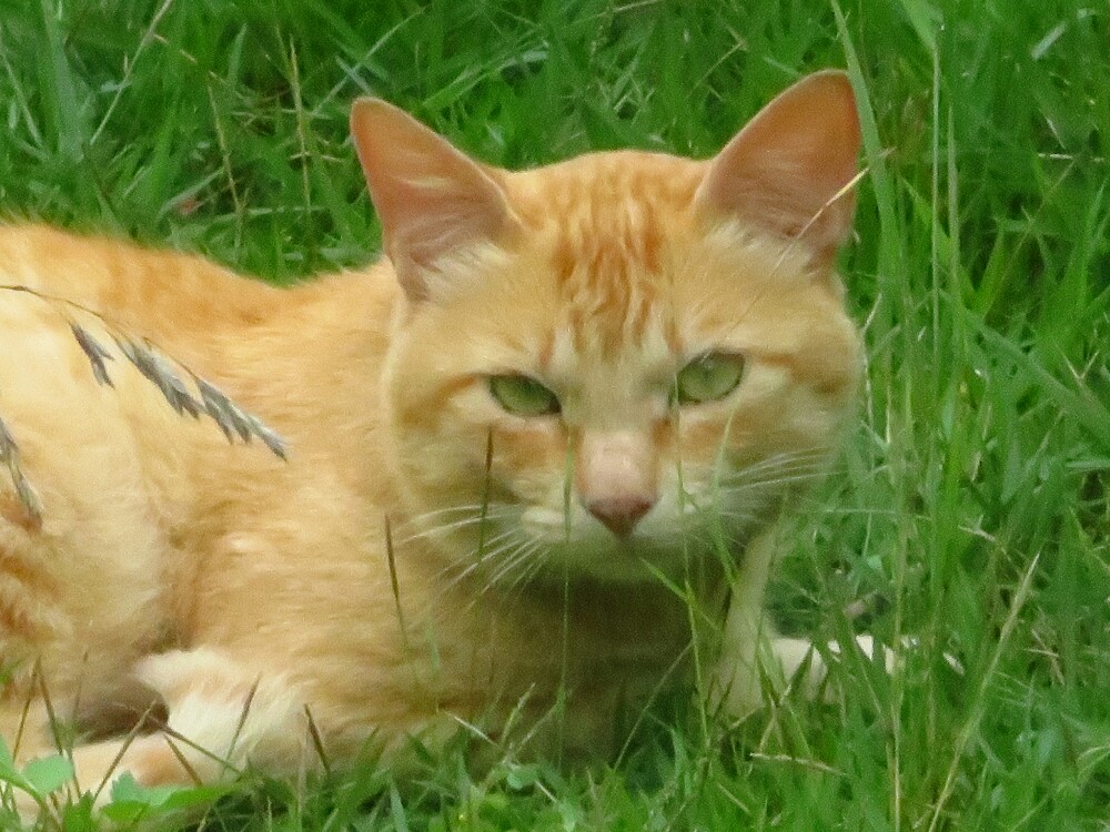 f:id:jerich:20200226011343j:plain