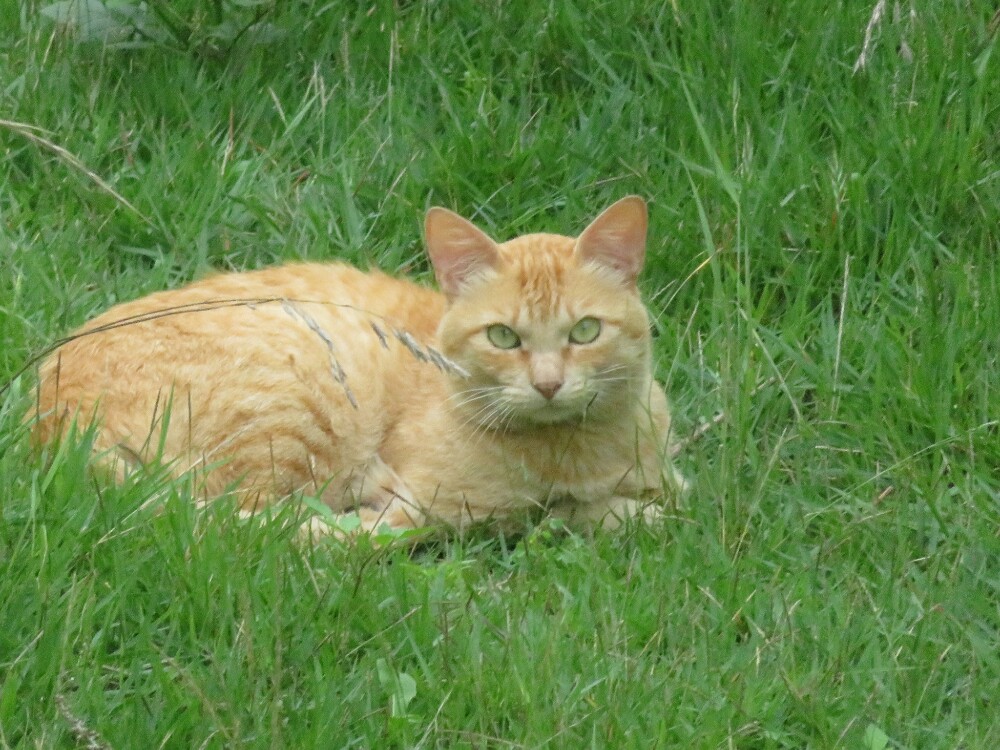 f:id:jerich:20200226011424j:plain