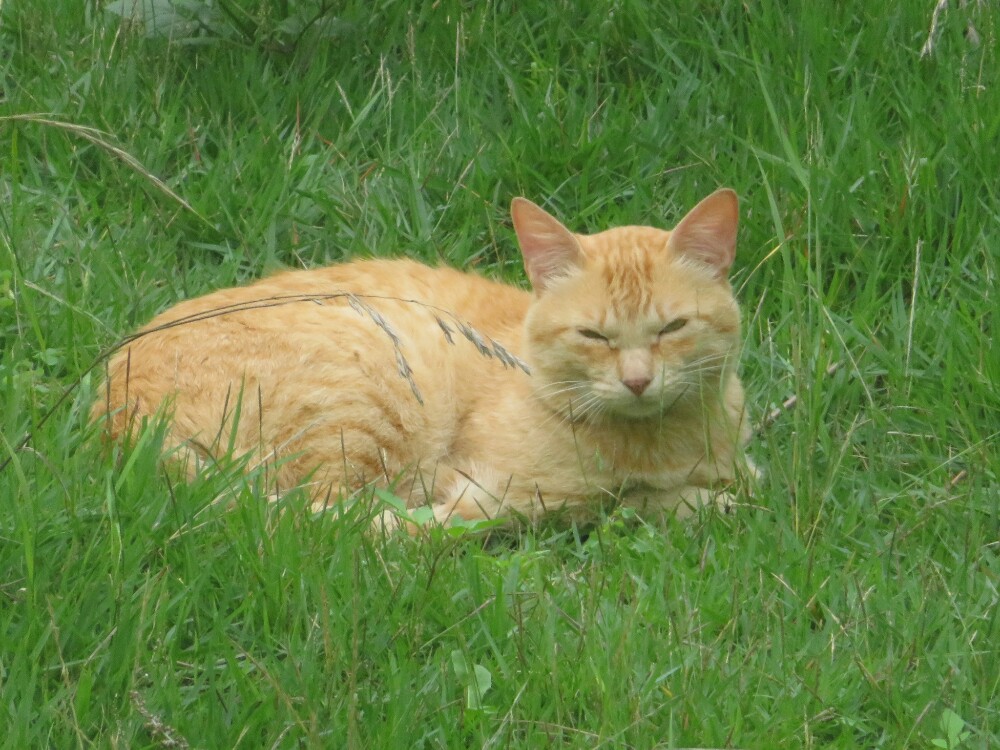 f:id:jerich:20200226011515j:plain