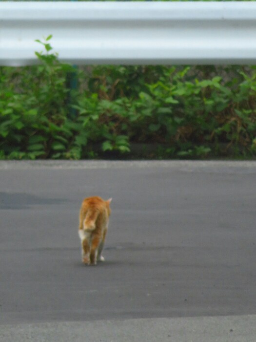 f:id:jerich:20200226190818j:plain