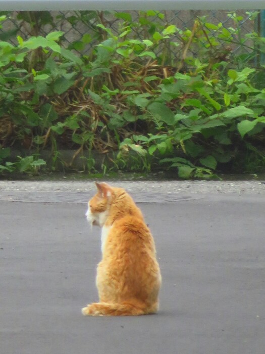 f:id:jerich:20200226190840j:plain