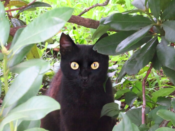 f:id:jerich:20200226190904j:plain