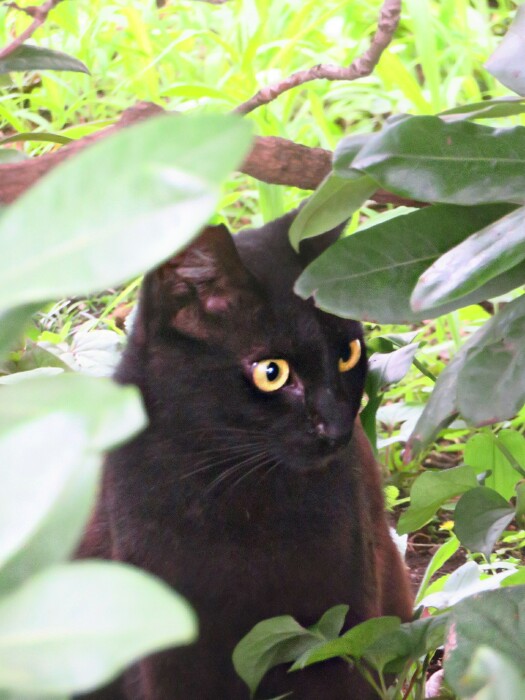 f:id:jerich:20200226195053j:plain