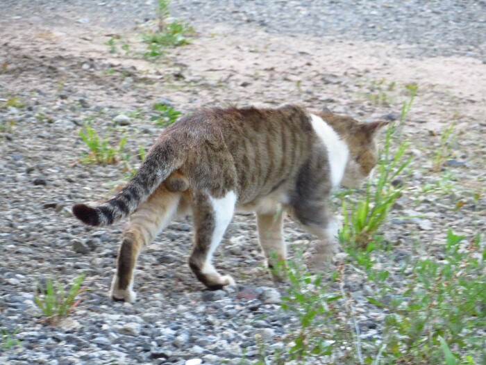 f:id:jerich:20200226195108j:plain