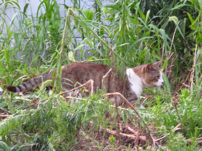 f:id:jerich:20200226195123j:plain