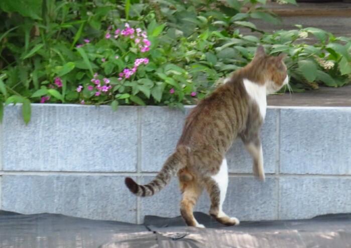 f:id:jerich:20200226195146j:plain