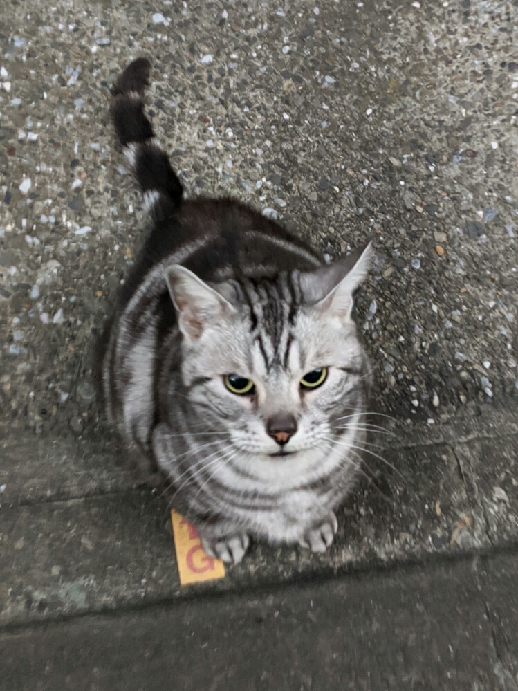 f:id:jerich:20200229230759j:plain