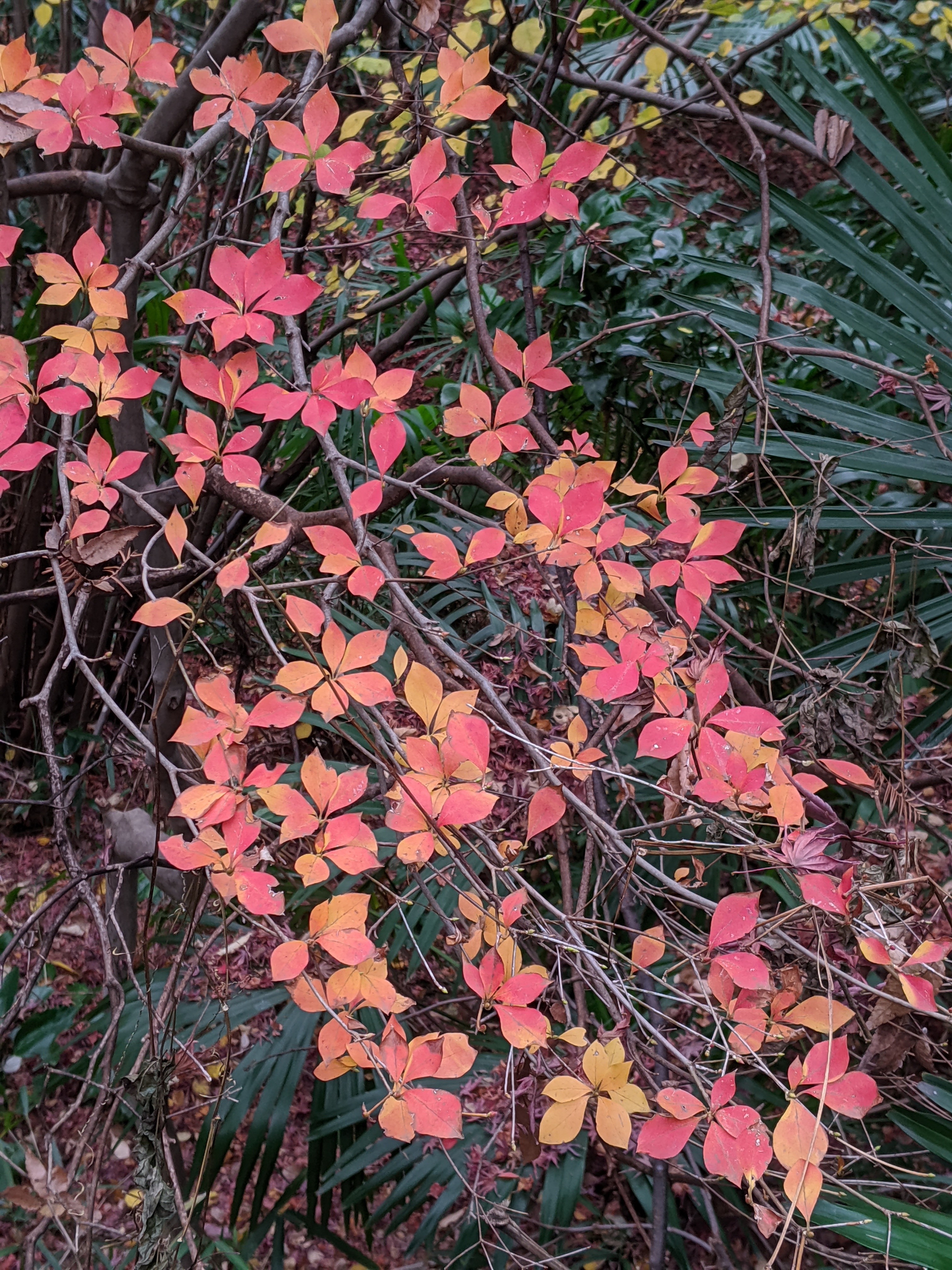 f:id:jerich:20200304225911j:plain