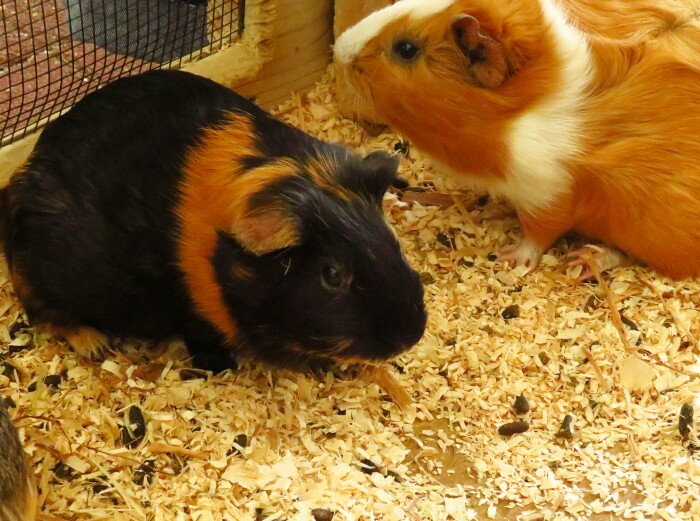 f:id:jerich:20200321004403j:plain