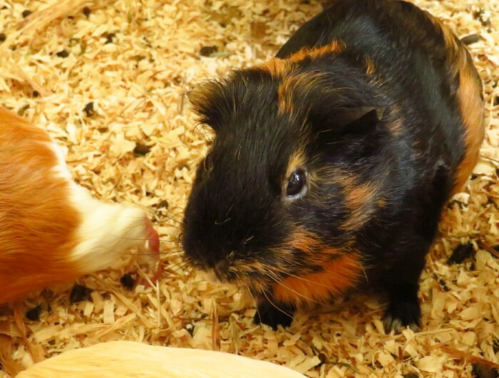 f:id:jerich:20200321010827j:plain