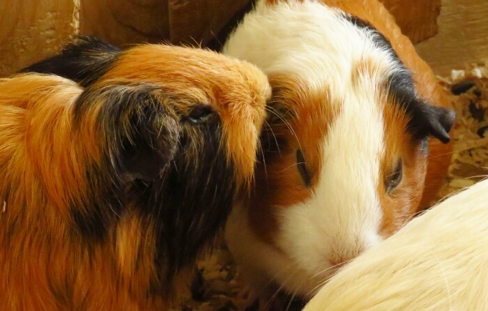 f:id:jerich:20200321011001j:plain